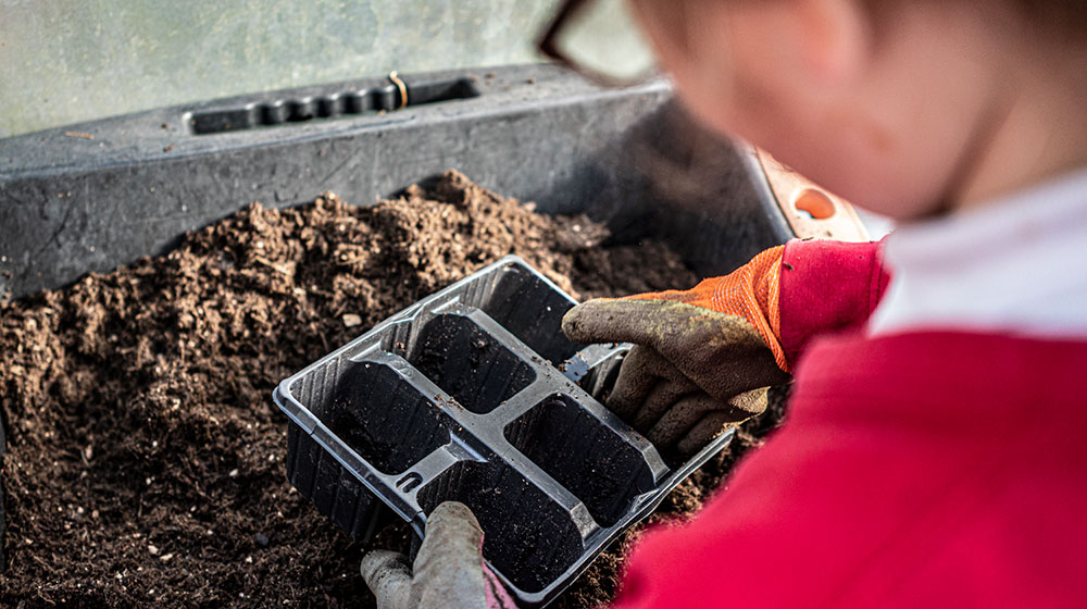 ed - child-planting-beans-