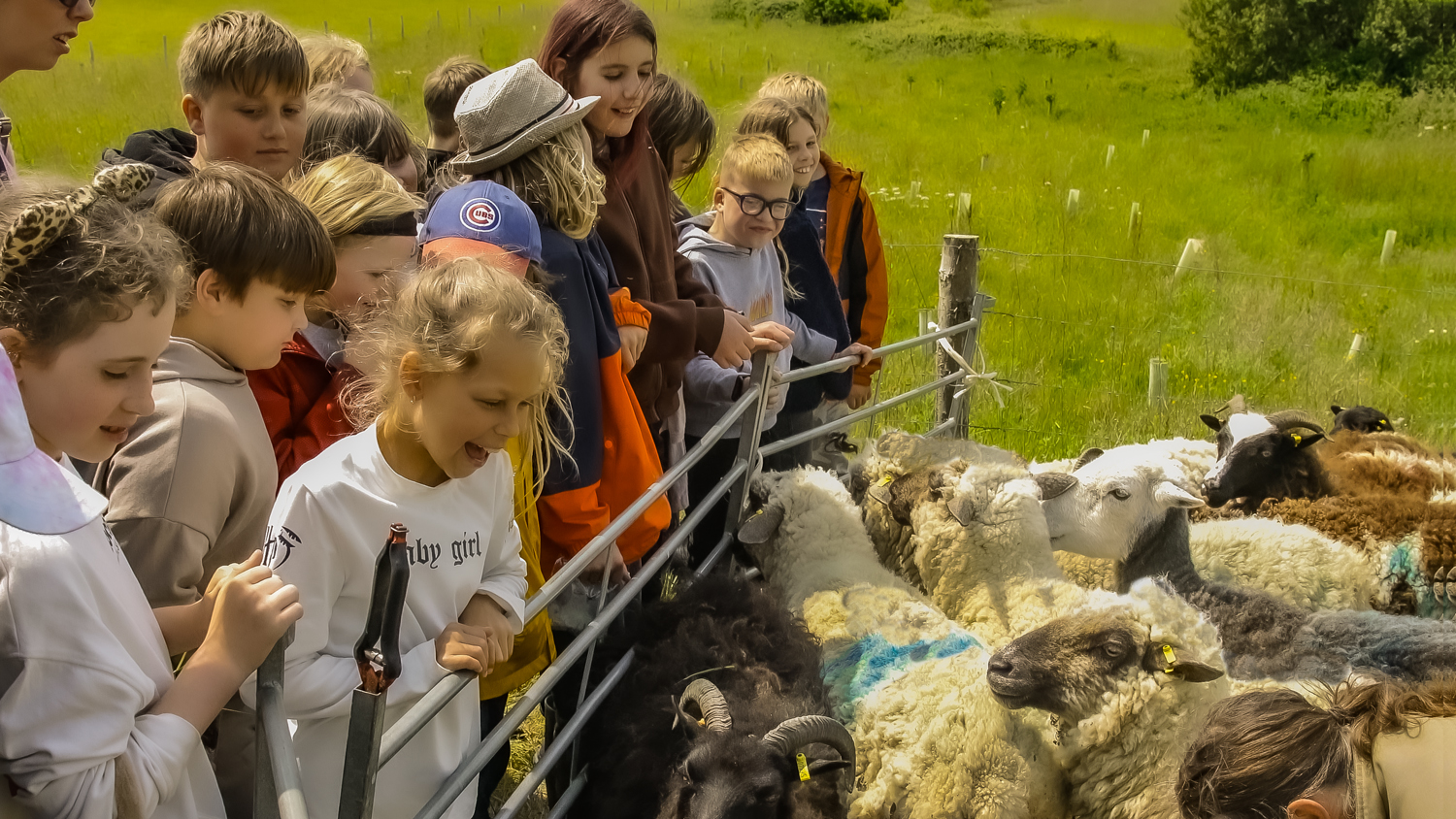 kids sheep and ellen
