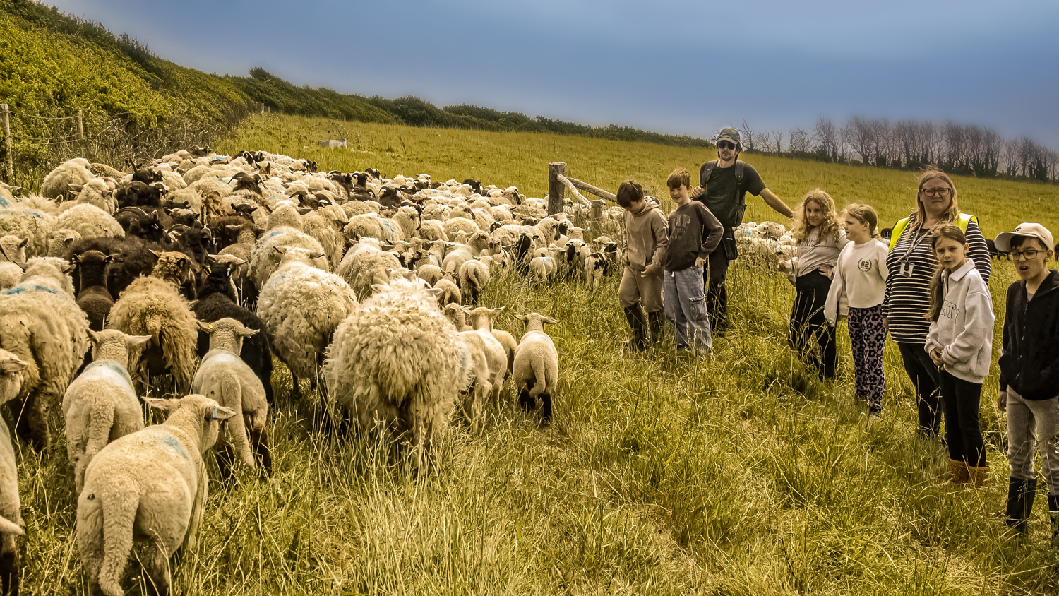 sheep run by kids fense 2