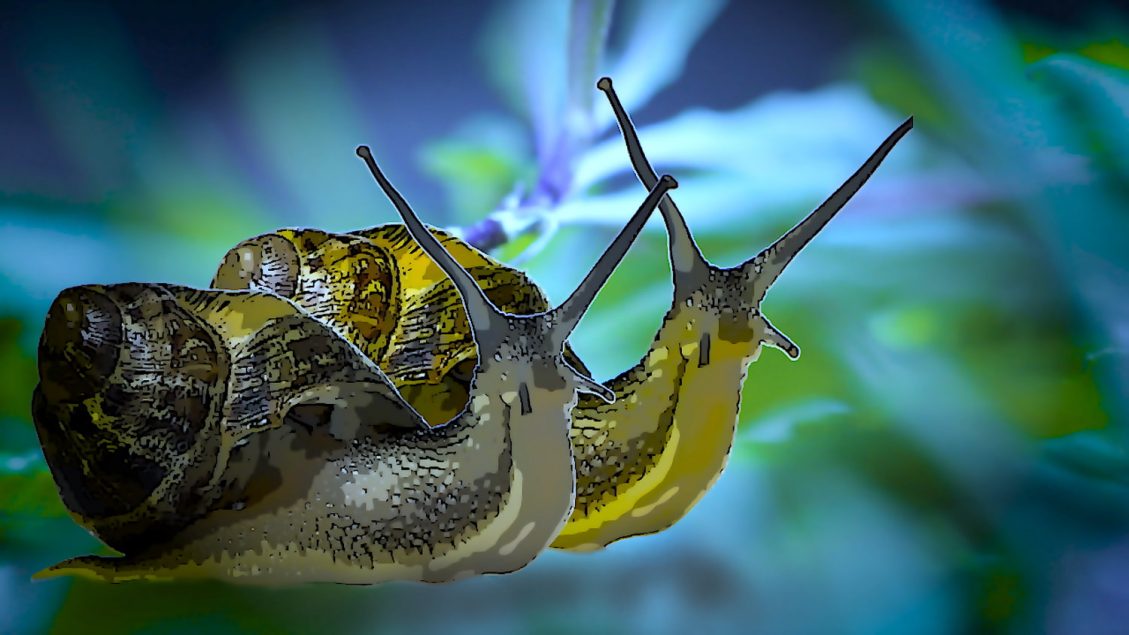 snails_orig